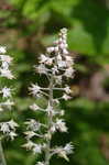 Foamflower